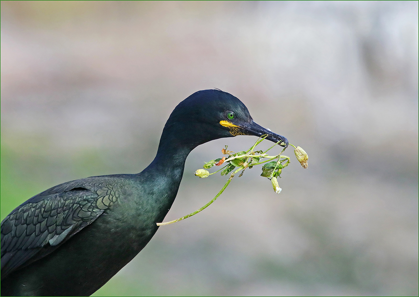Only the Best for my Nest!!! by Lorraine Rowbottom