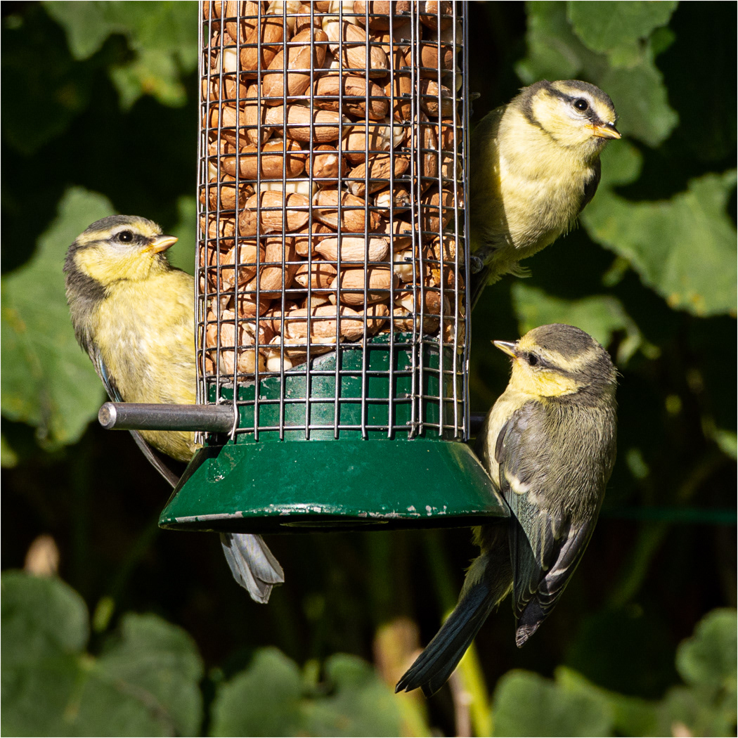 HELD BACK Fledgling Blue Tits by Richard Knapp