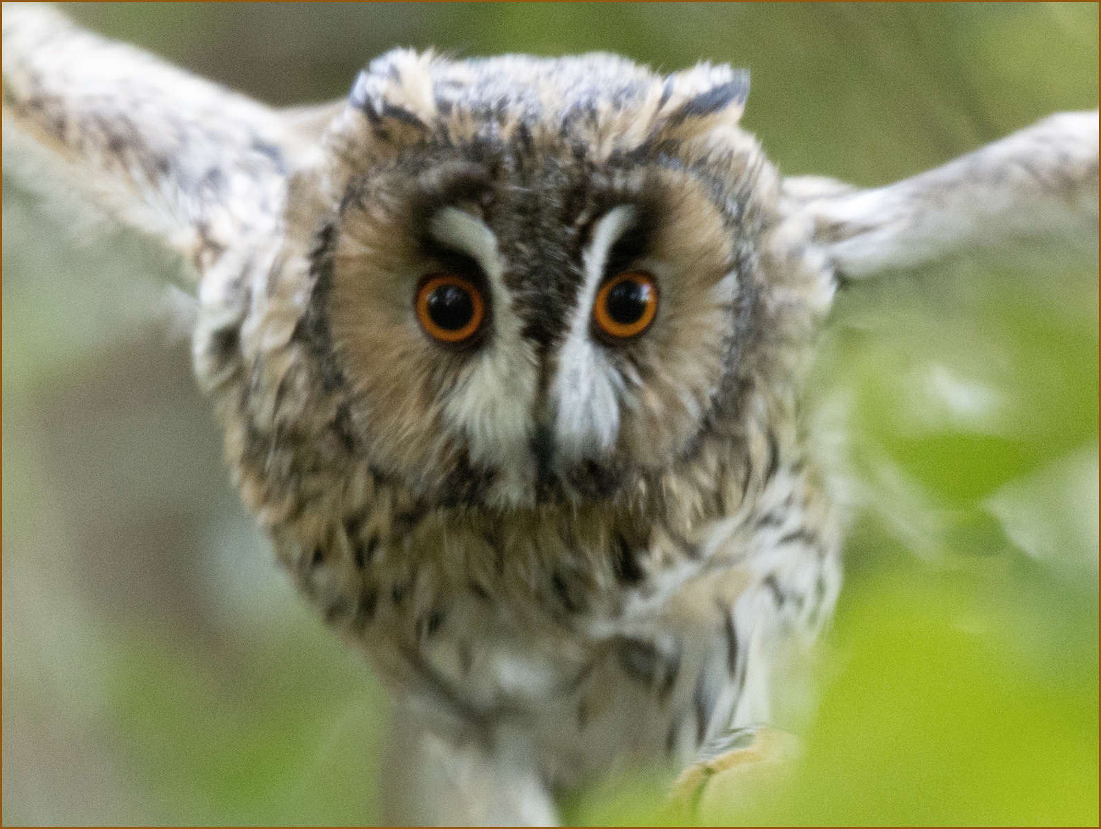 Tawny Owl by Steve Stuart