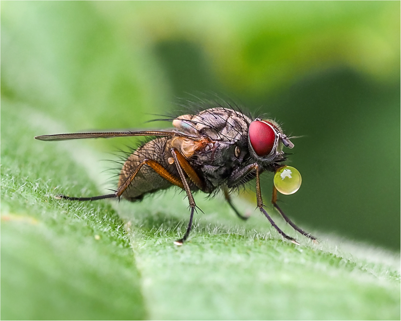 SCROE 20. Bubble by Bob Ede