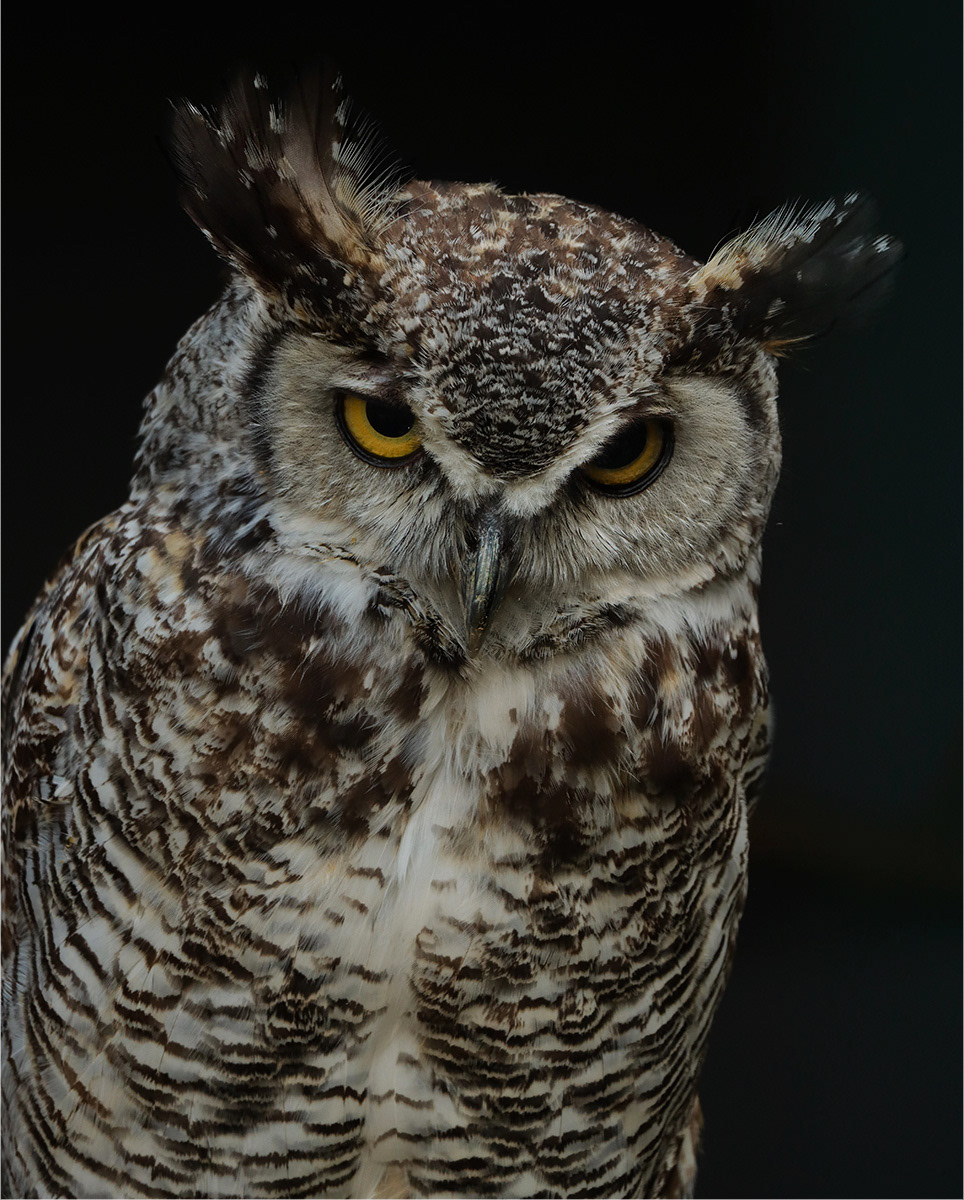 SCORE 10 Whoo you looking at by Helen Bannan