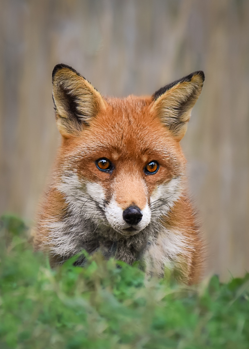 Shy Fox by Fiona Humphrey