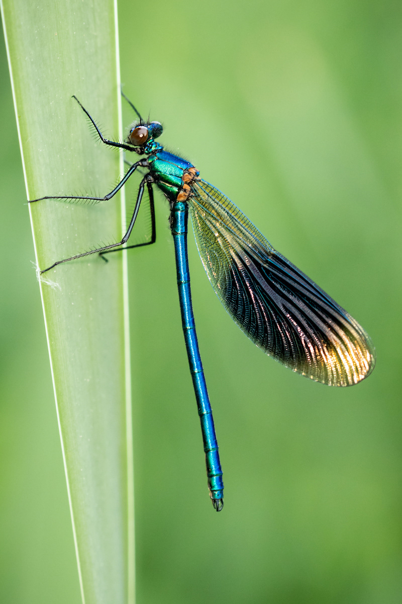 Score 10 Dorking 05 Bob Ede Damselfly in Evening Light