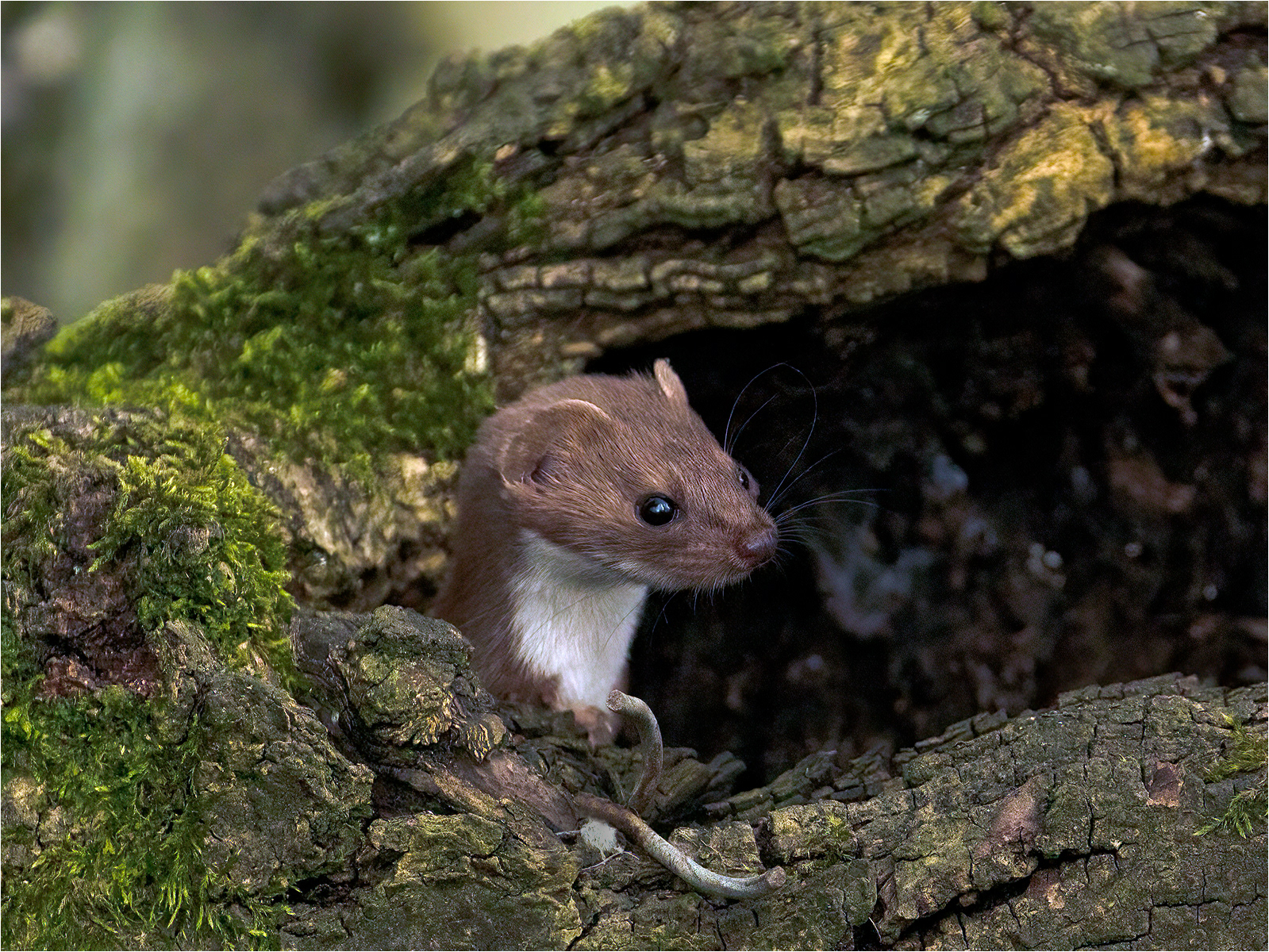SCORE 9.5 Weasel In Westcott Woods by John Bartlett