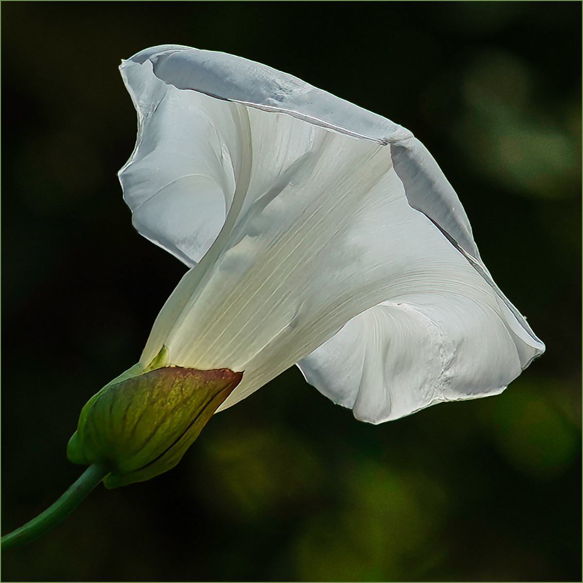 Shining through by David Balaam