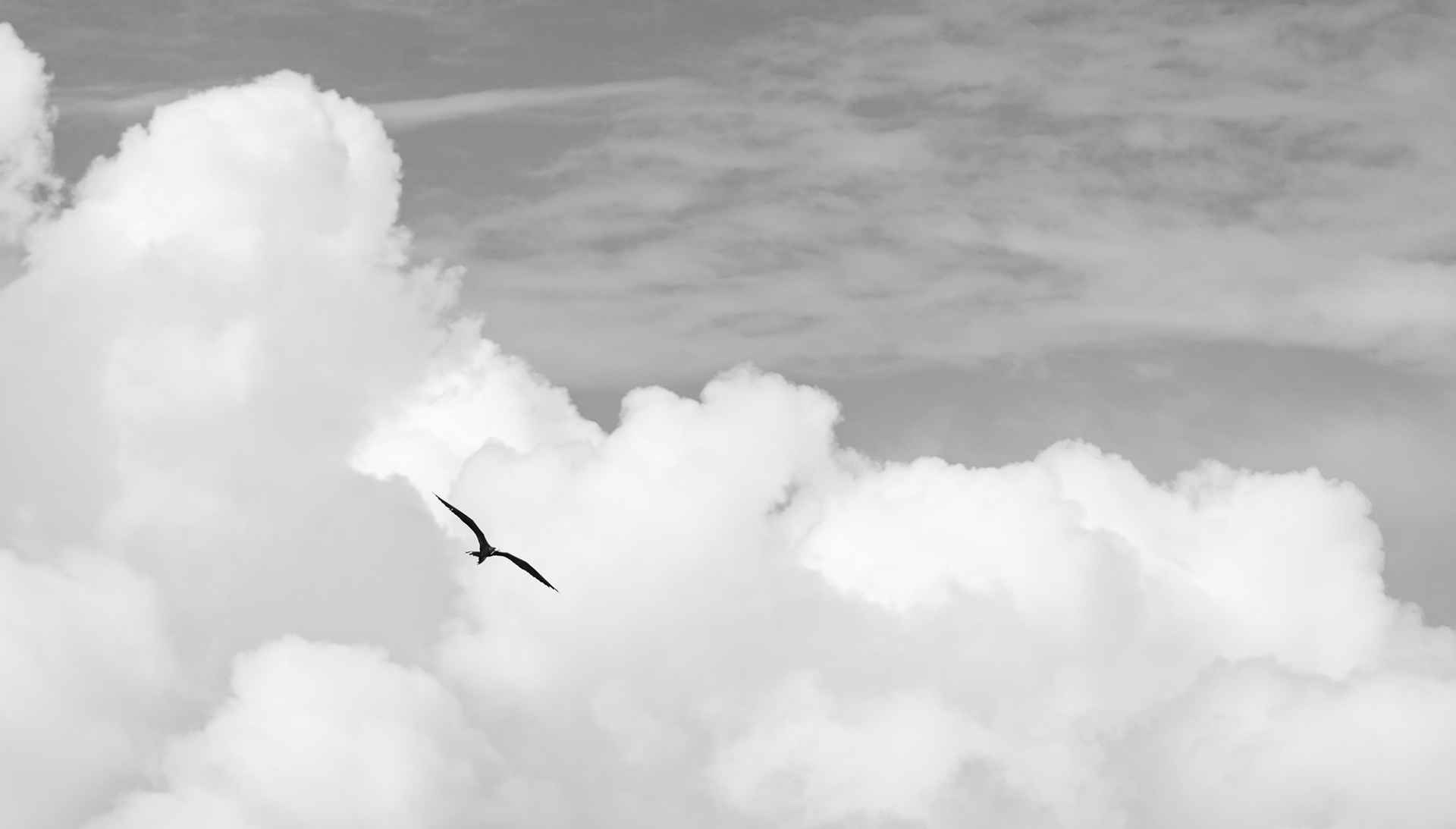 Free flight