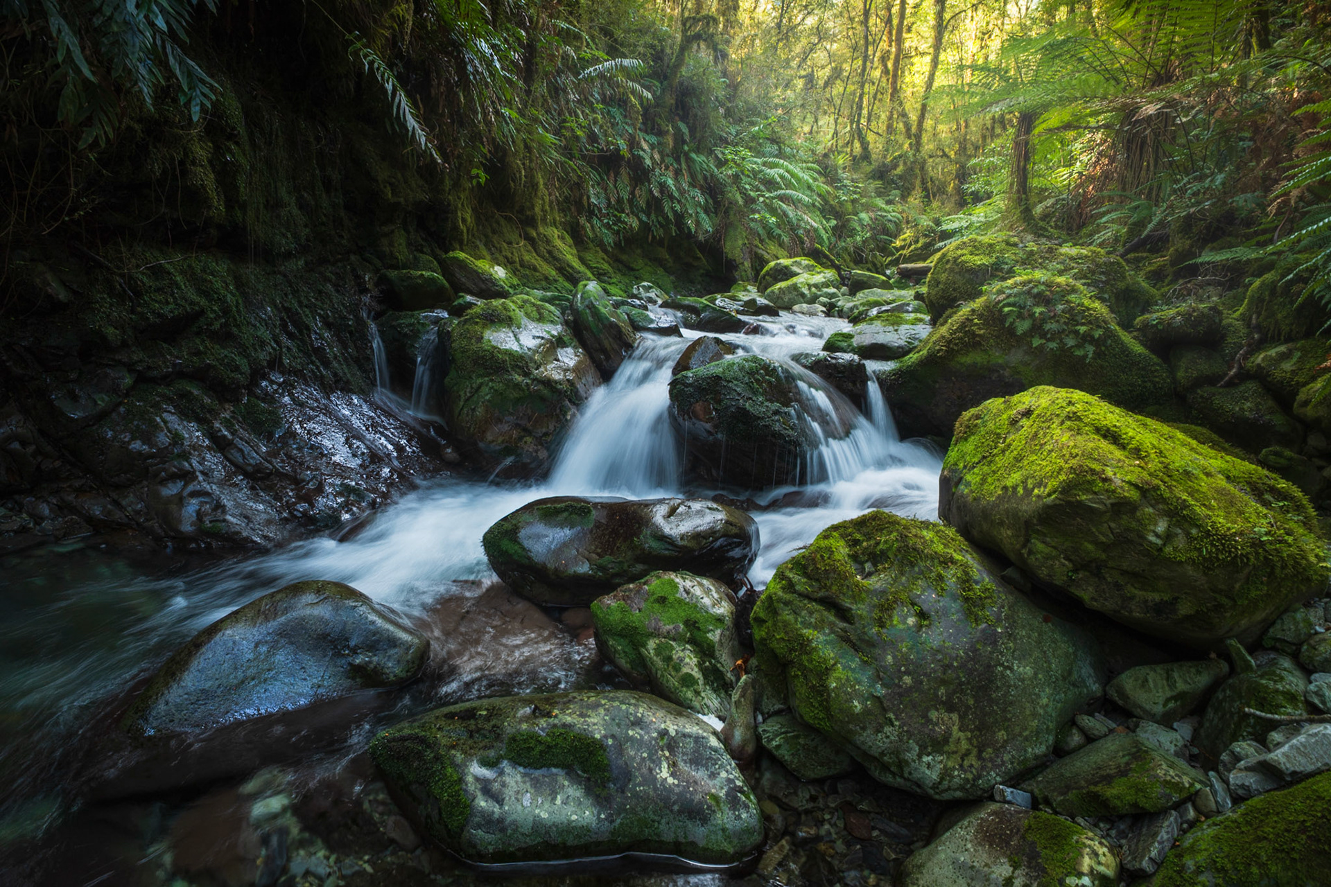 Grounded in Green - Fiordland National Park