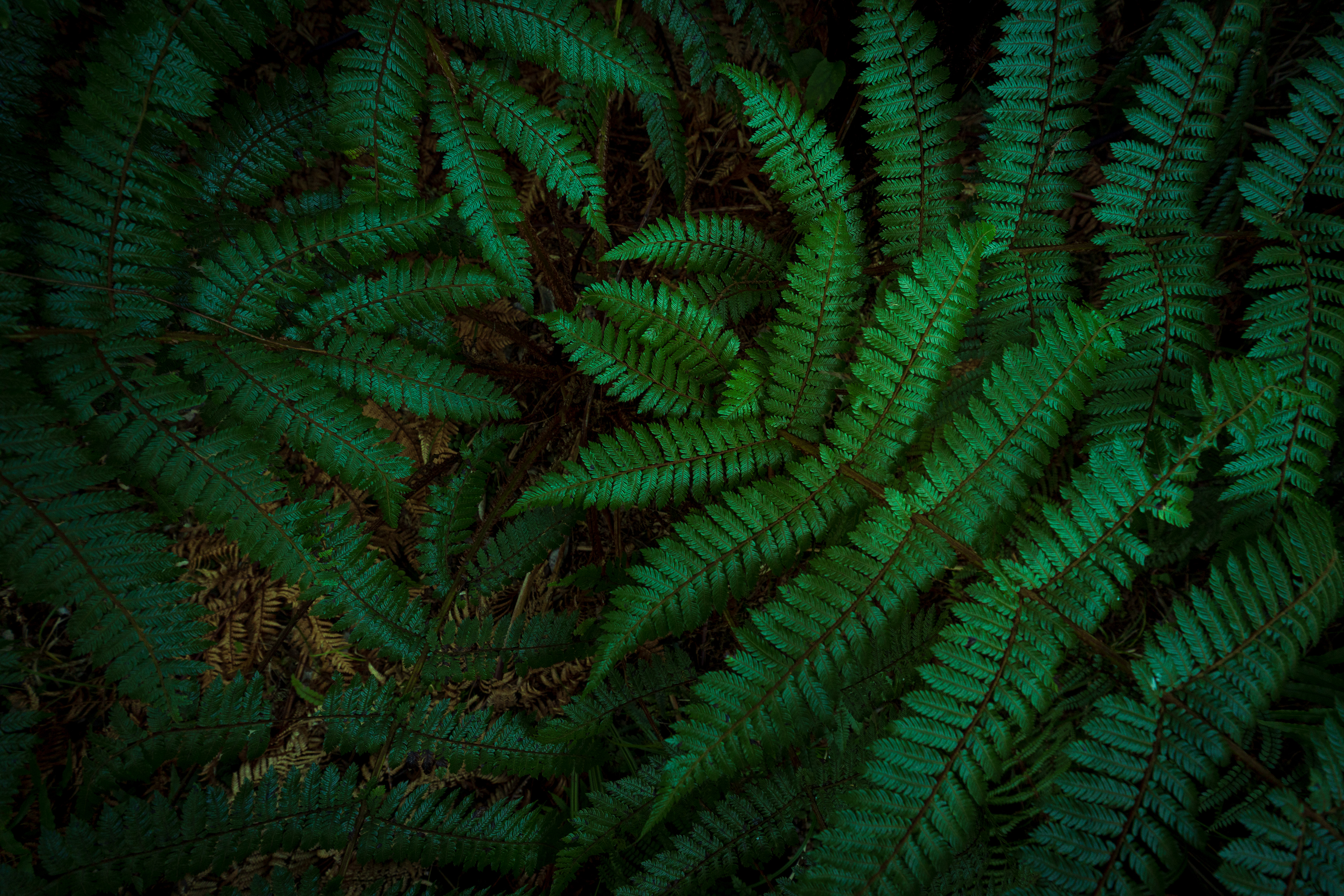 Forest Floor - Fiordland National Park