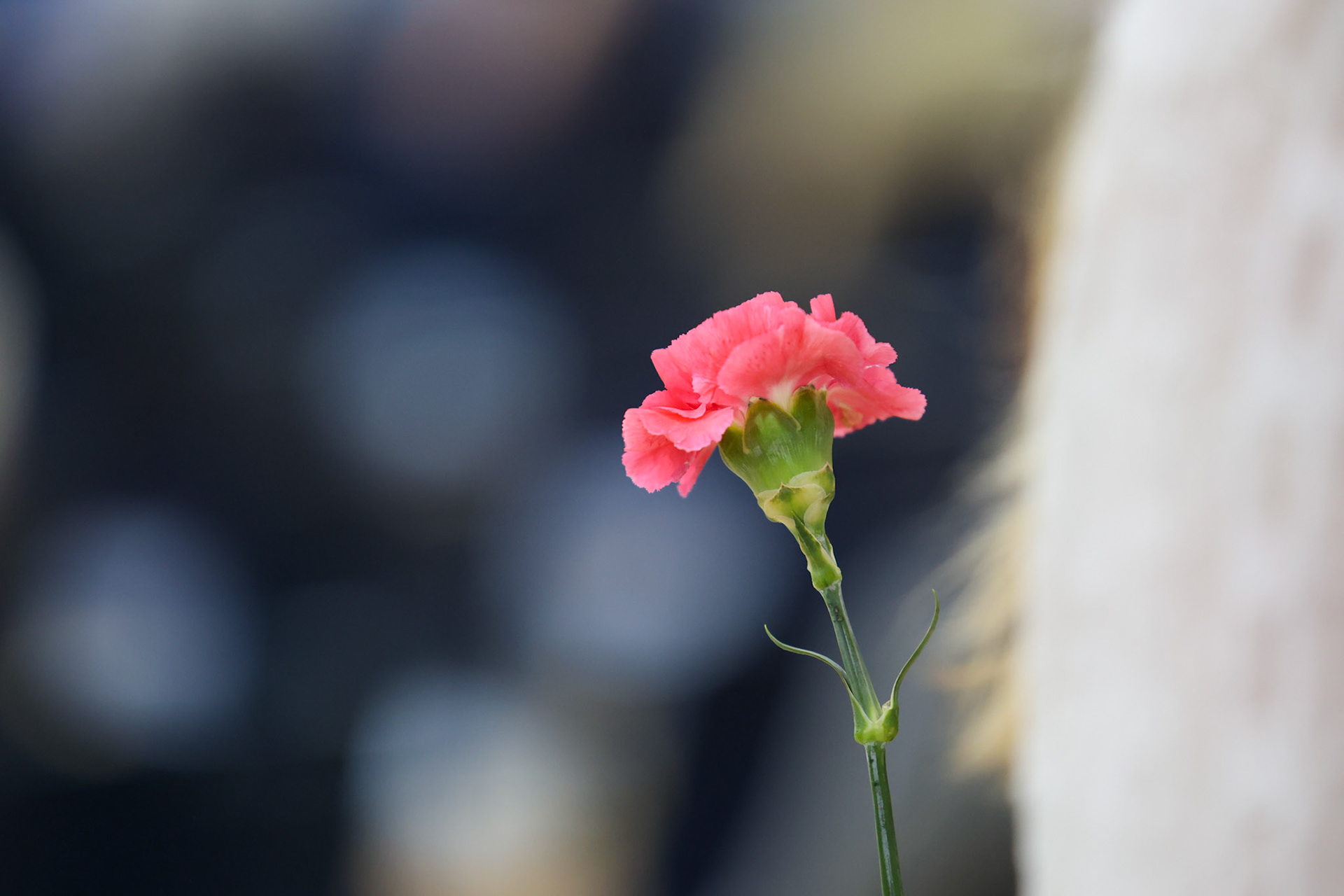May Crowning at St. Benedict at Auburndale High School in Memphis, TN on May 3, 2022. (Ryan Beatty/SBA)