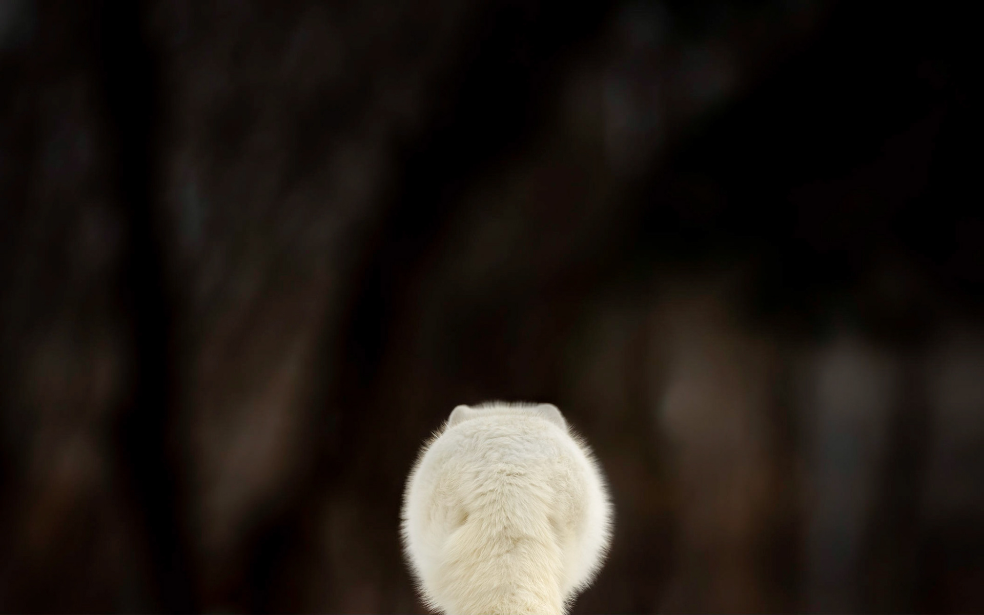 FORET D'OMBRE ET D'INCERTITUDE