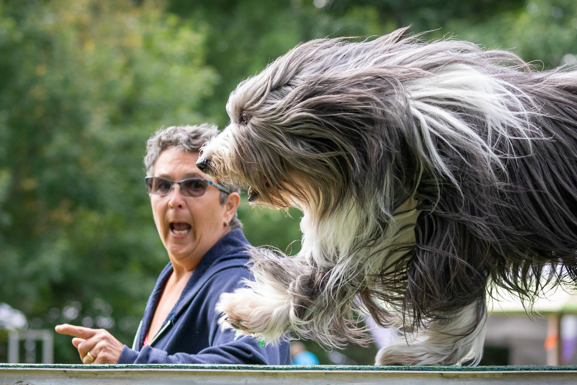 WHO LET THE DOGS OUT