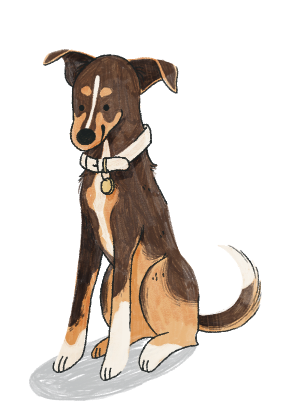 Schäferhund Mischling