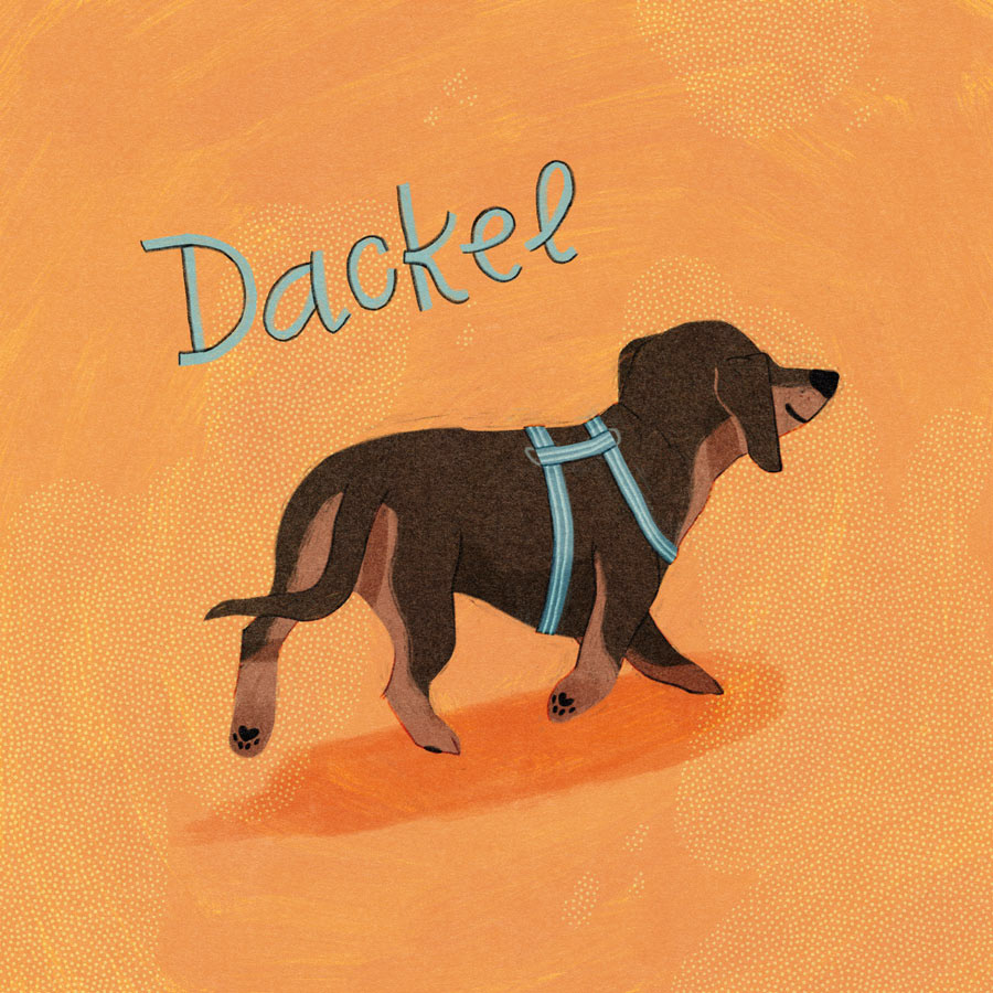 30 / Dackel