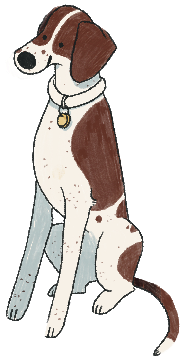 Pointer Mischling