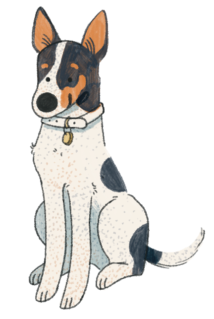 Cattle dog