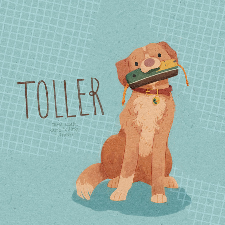 12 / Nova Scotia Duck Tolling Retriever