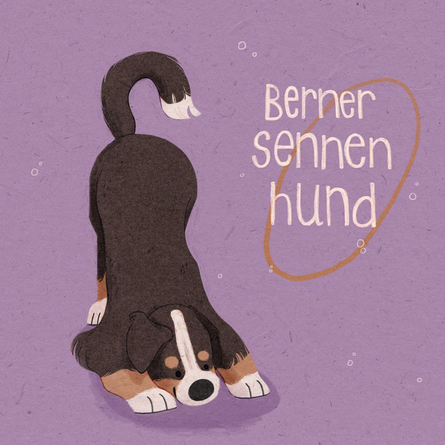 14 / Berner Sennen Hund