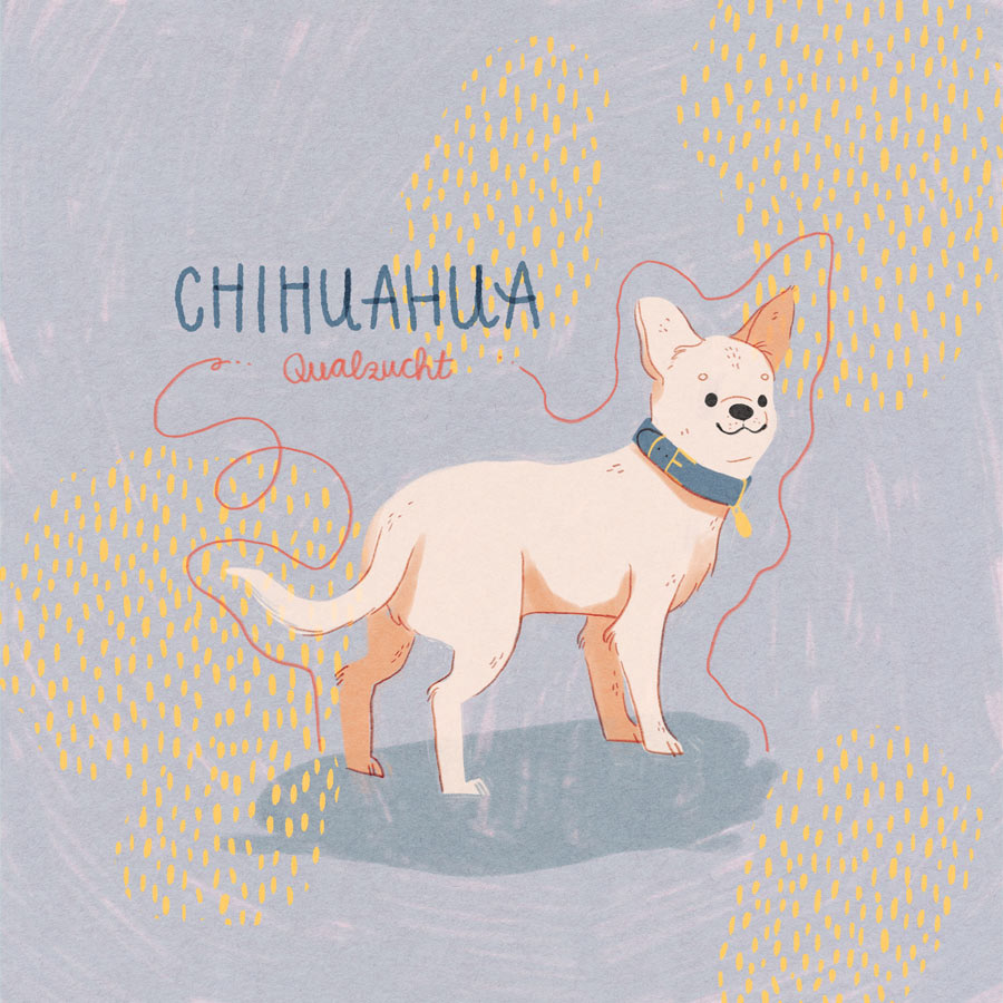 18 / Chihuahua