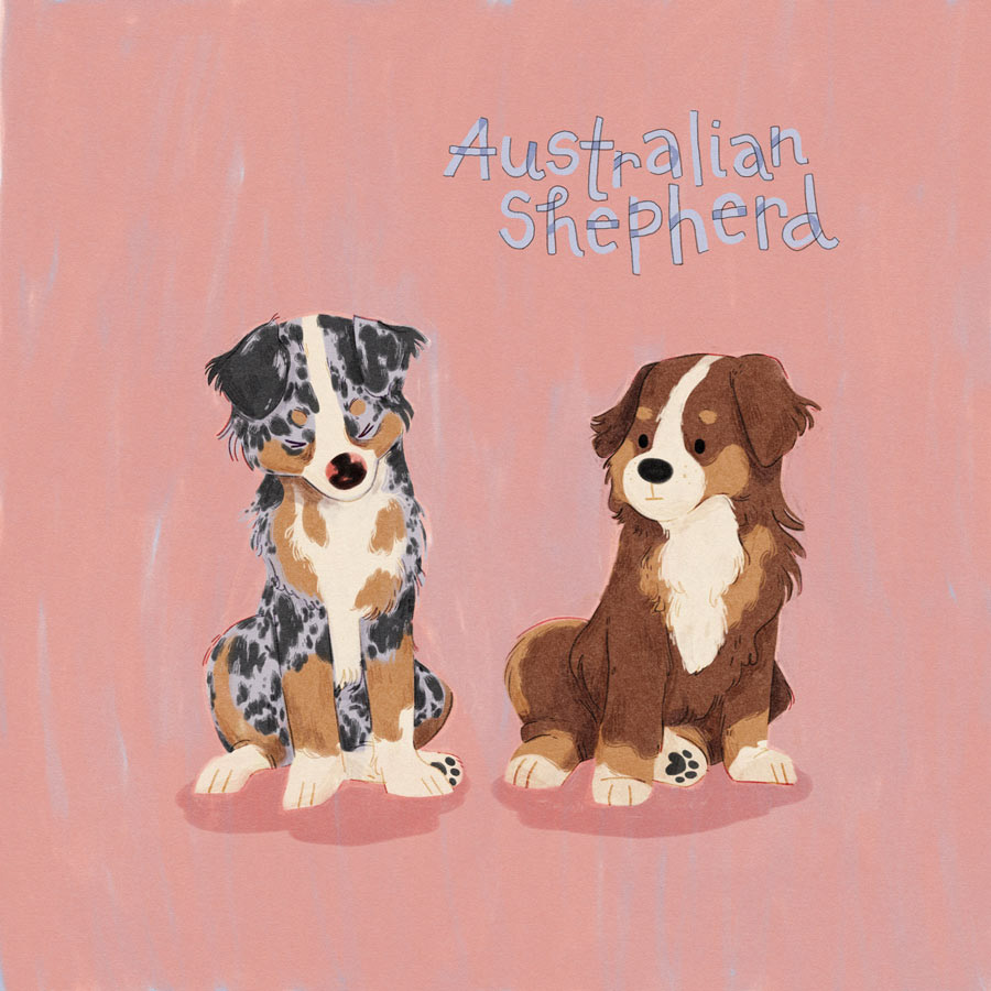 4 / Australian Shepherd