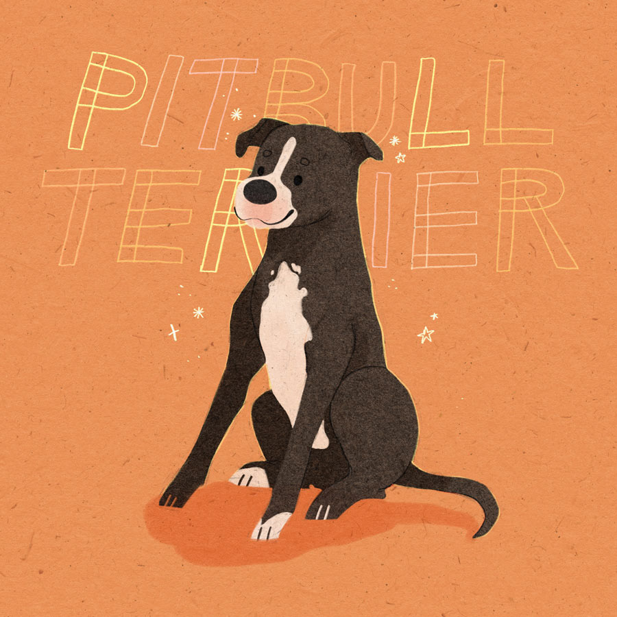 19 / Pitbull