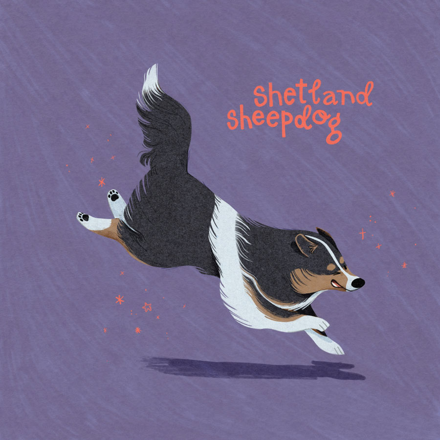 10 / Sheltie