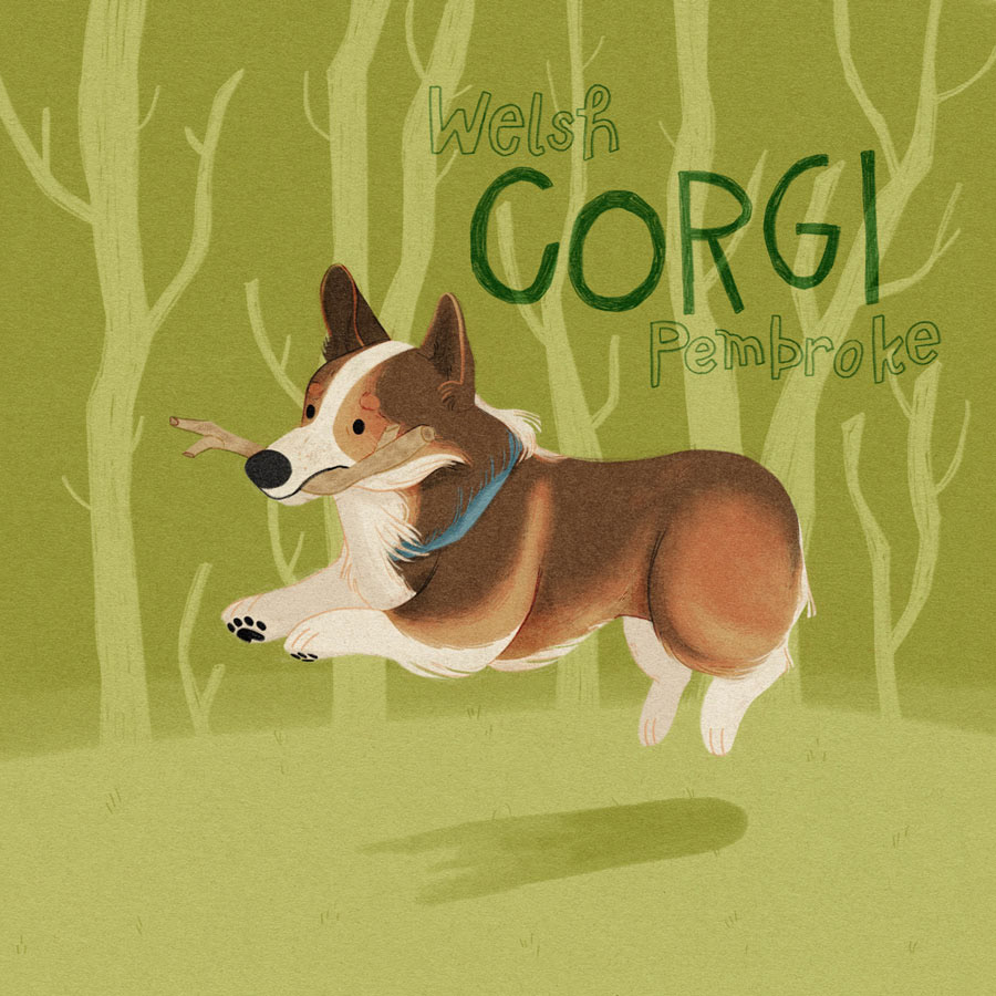 25 / Corgi
