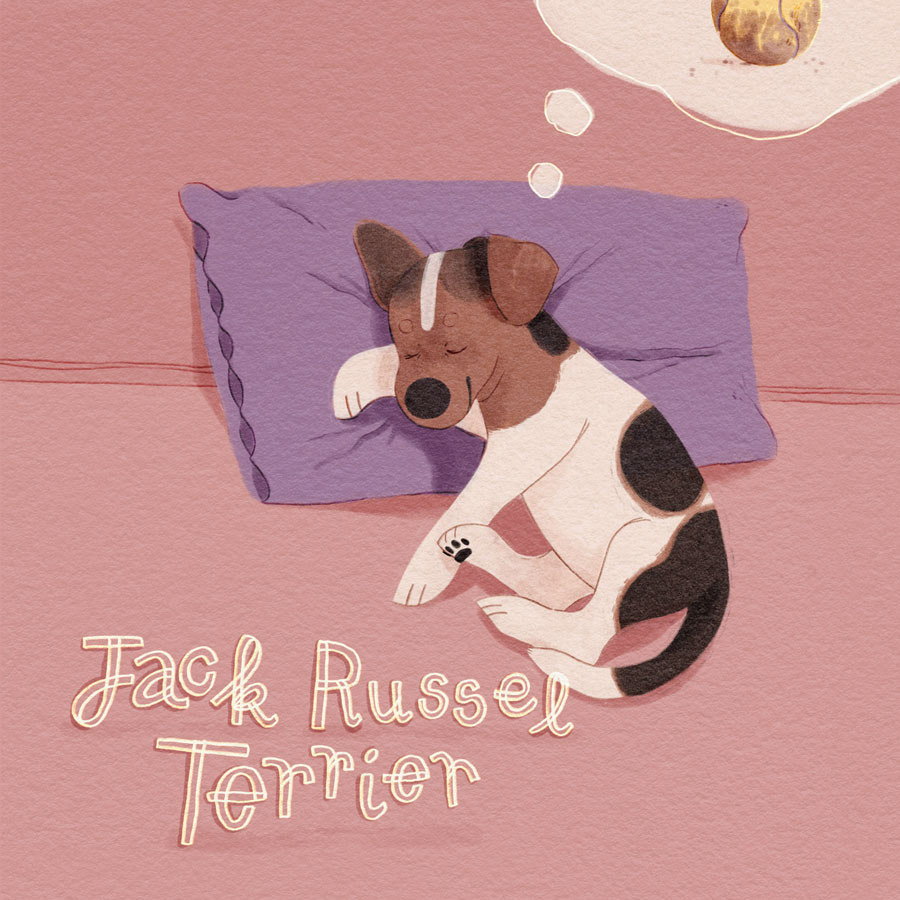 20 / Jack Russell Terrier