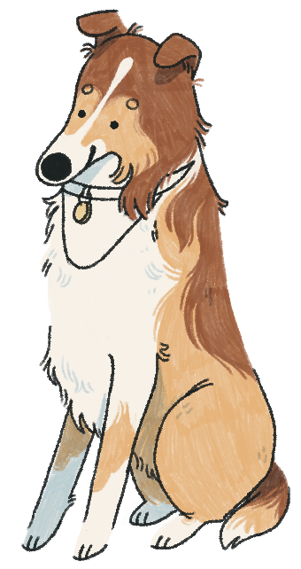 Sheltie