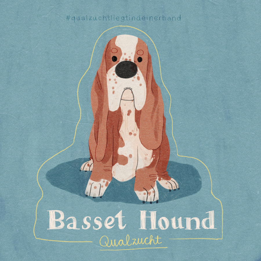 17 / Basset Hound