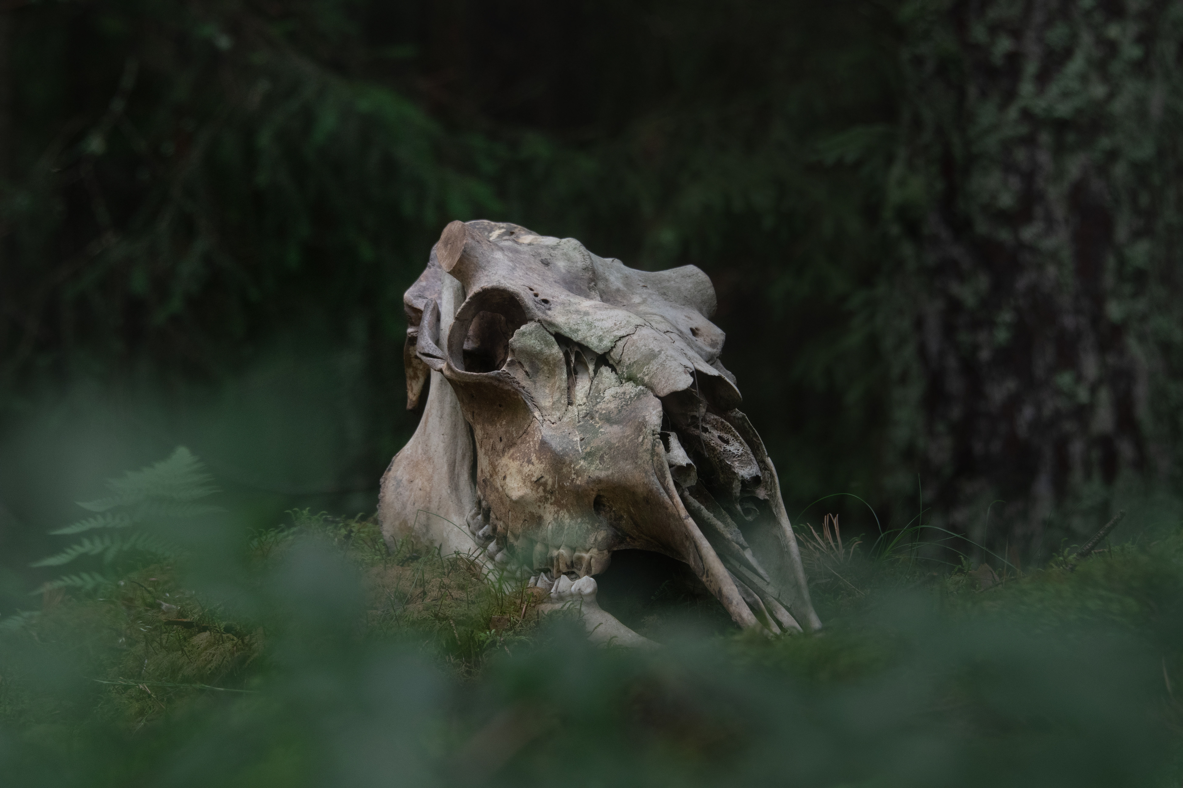 Moose - found with antlers sawn-off