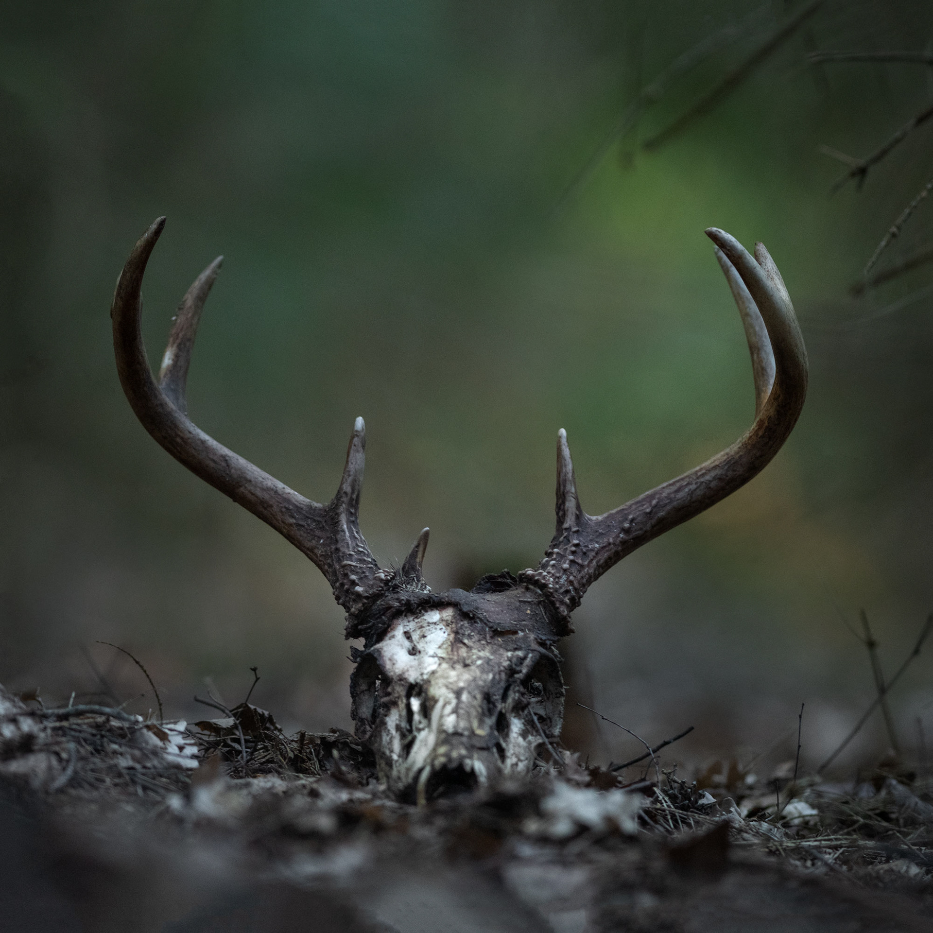 Deer