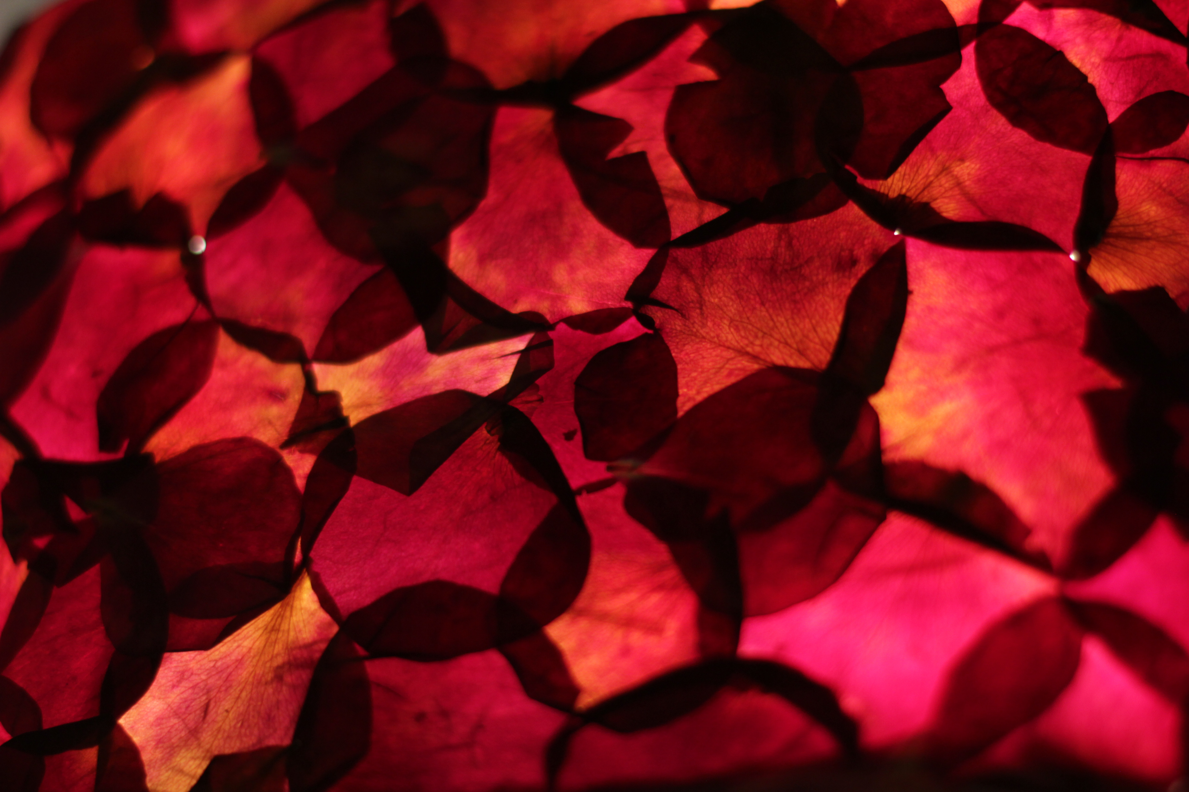 Rose petal top - desk lamp