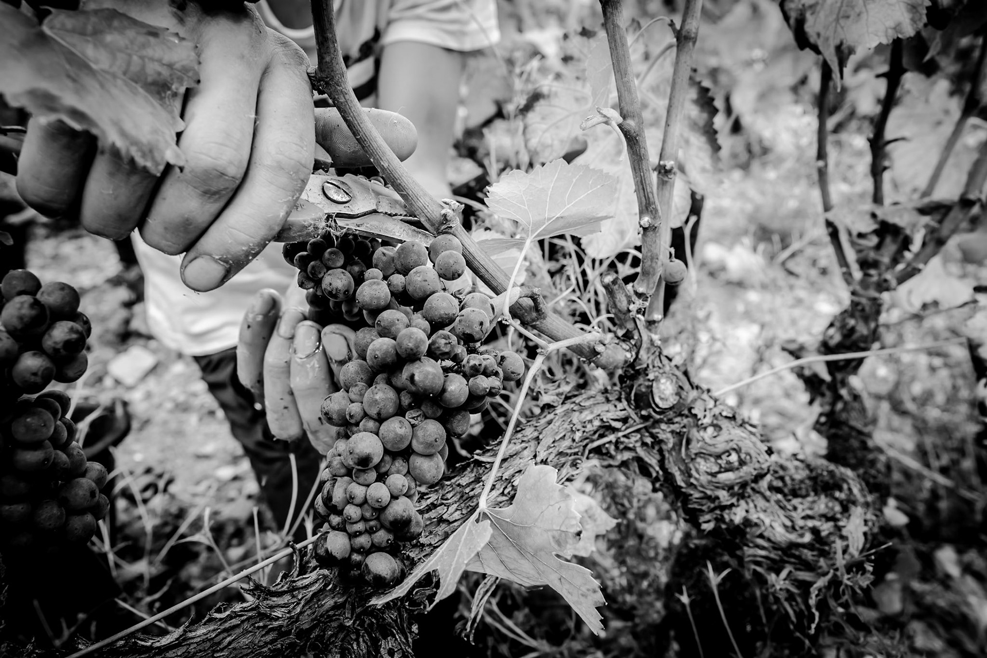 Domaine Bertrand Bachelet - Dezize-lès-Maranges
