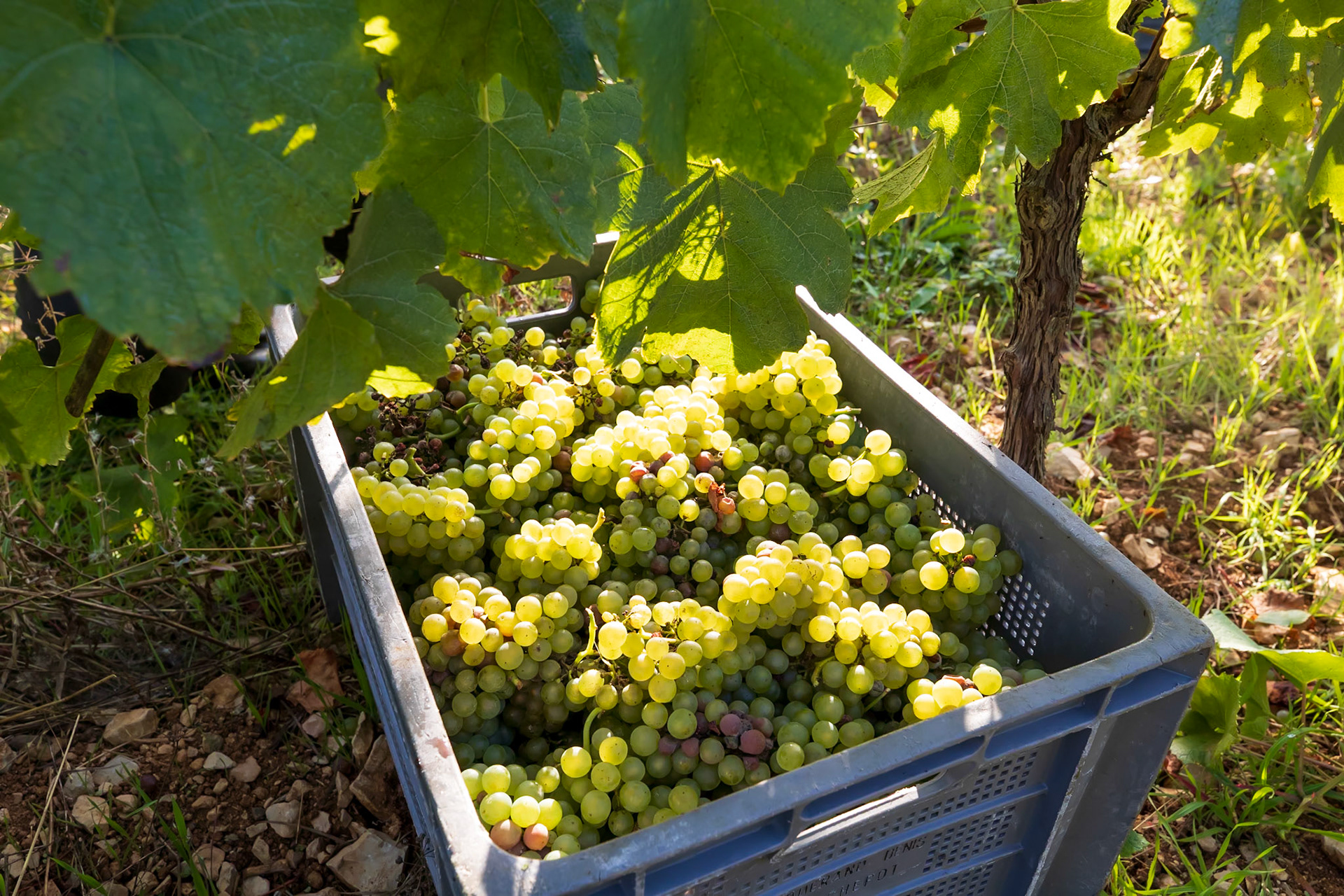 Domaine Denis Fouquerand - La Rochepot