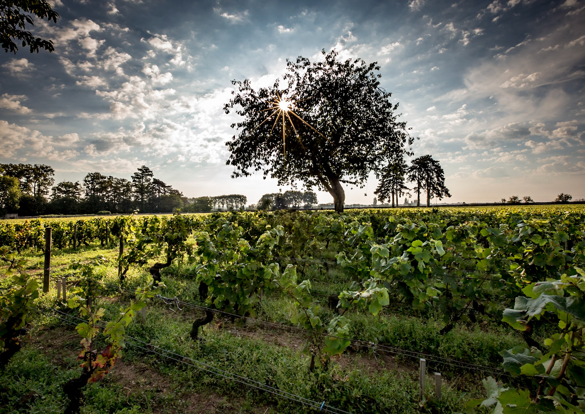 Domaine du Pavillon - Albert Bichot