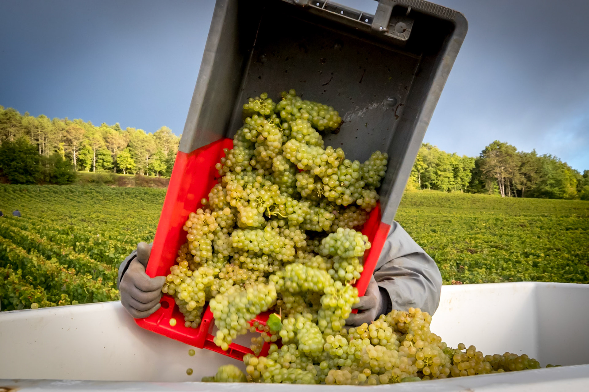 Domaine Pierre Ravaut - Ladoix