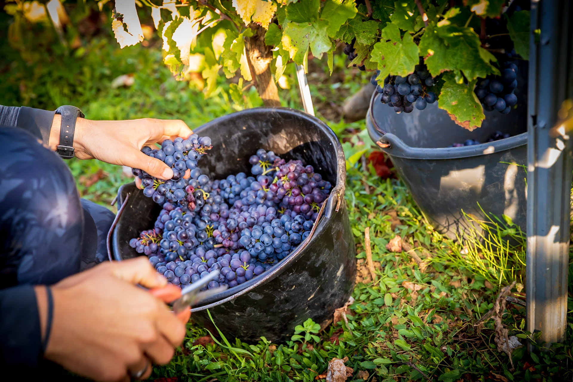 Domaine Renardat-Fache - Mérignat