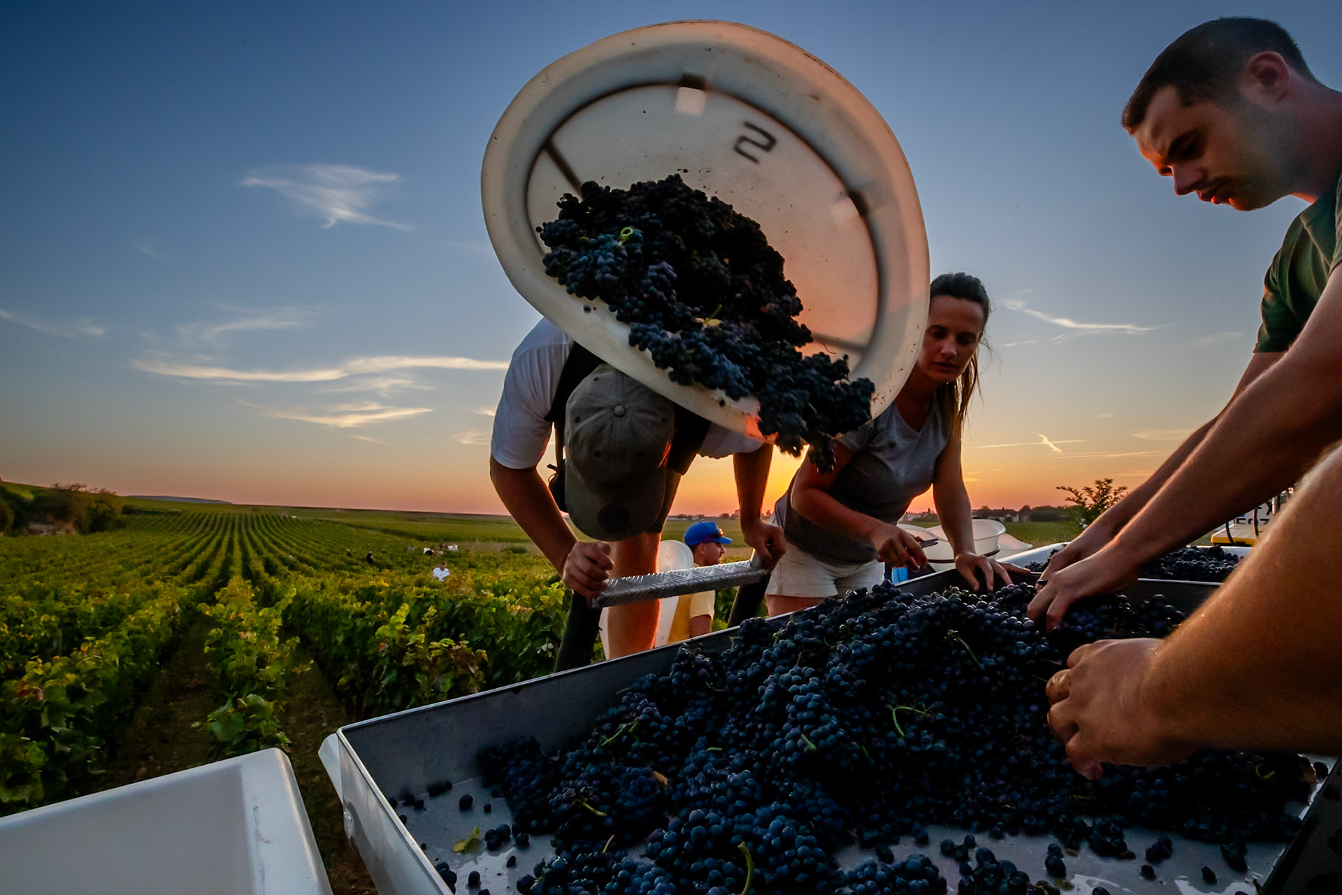 Domaine Arnoux - Gevrey