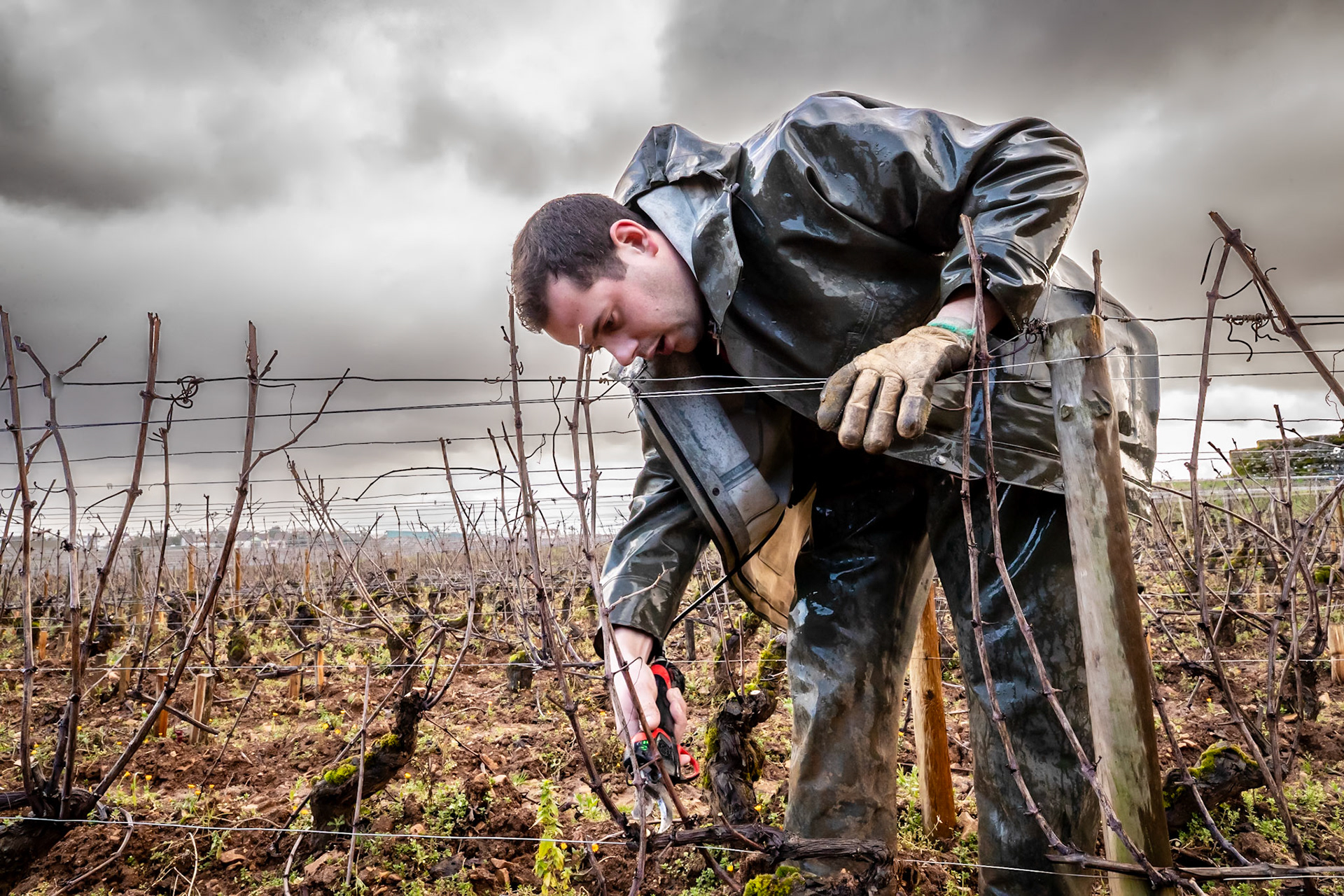 Domaine Arnoux - Gevrey