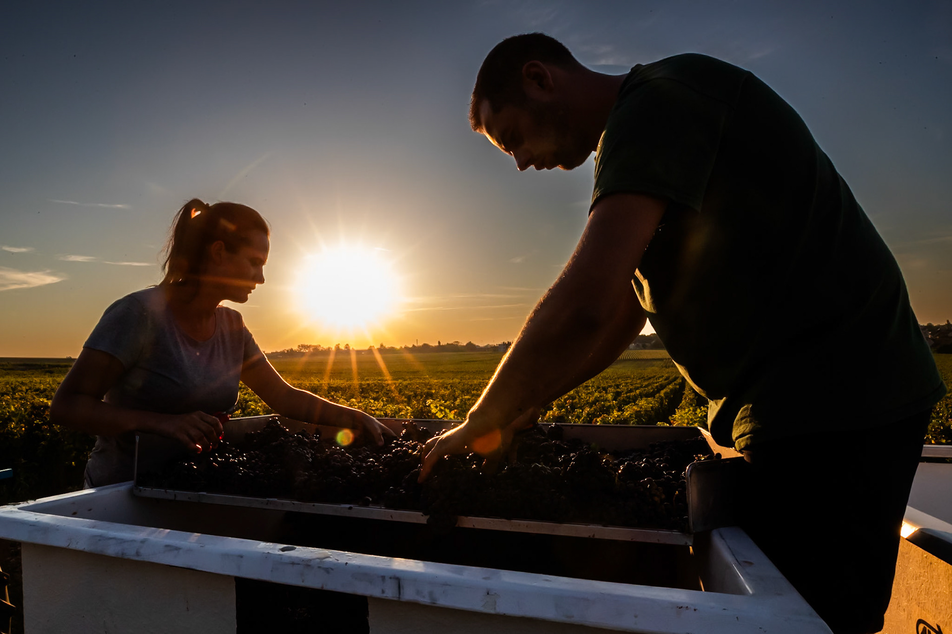 Domaine Arnoux - Gevrey