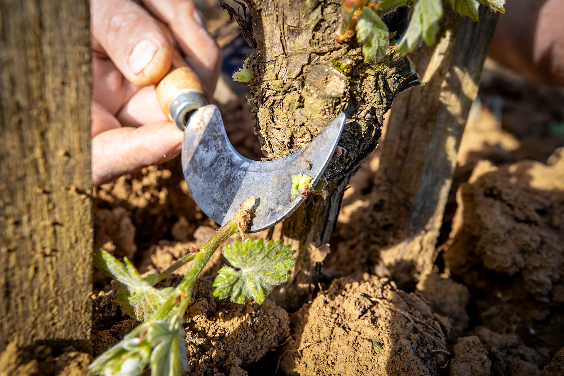 Domaine Arnoux - Gevrey