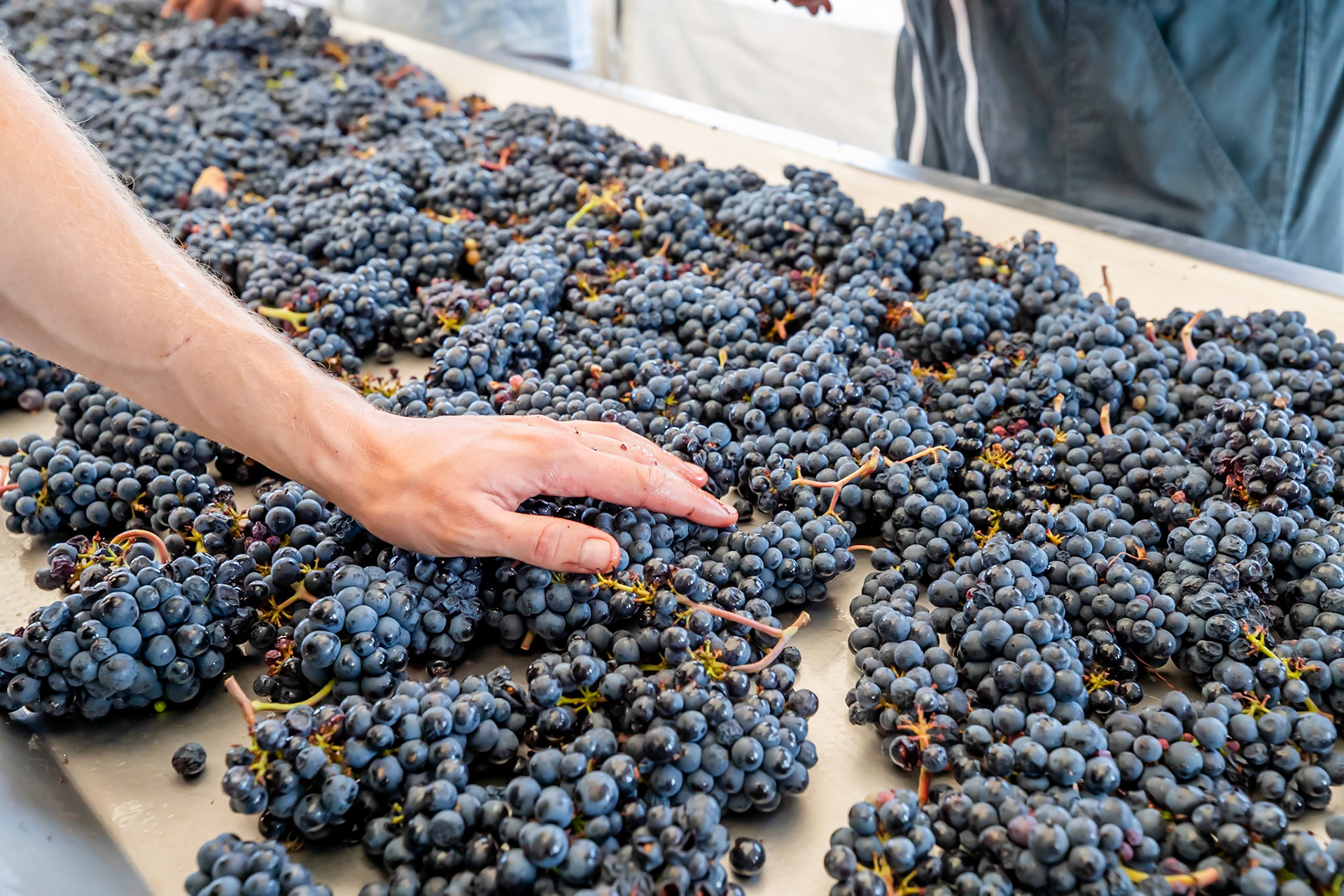 Domaine Bruno Clair - Marsannay