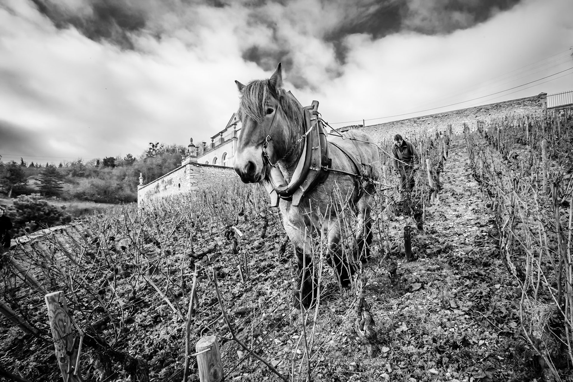 Domaines Abert Bichot - Albéric Bichot