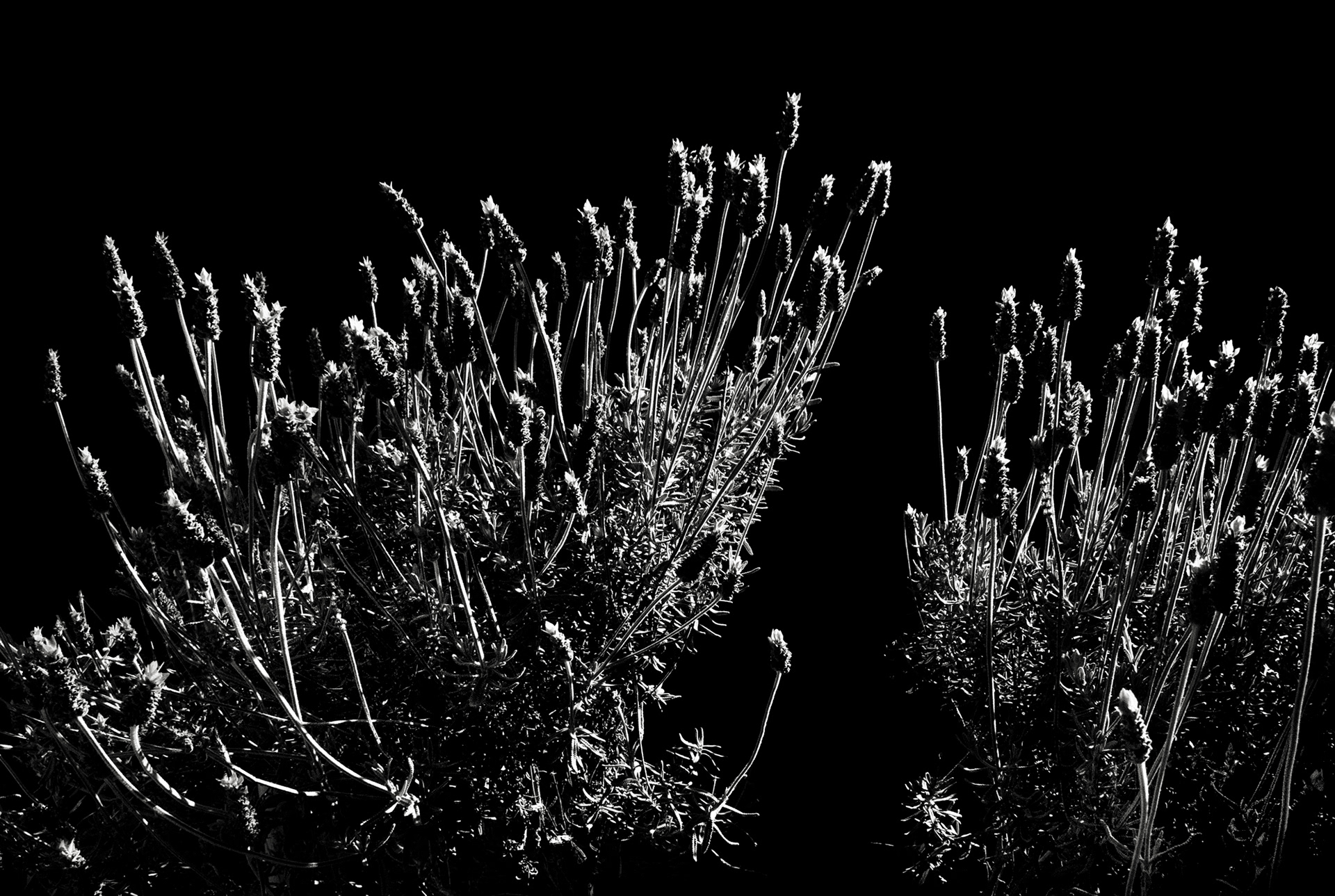 Backyard Lavender
