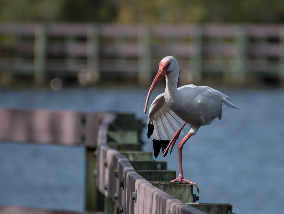 Ibis Posing