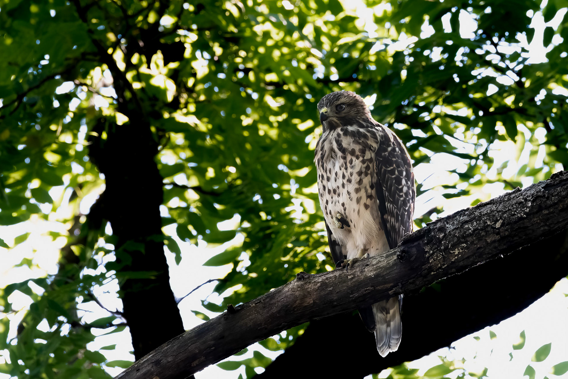 Juvenile Red-Shouldered Hawk