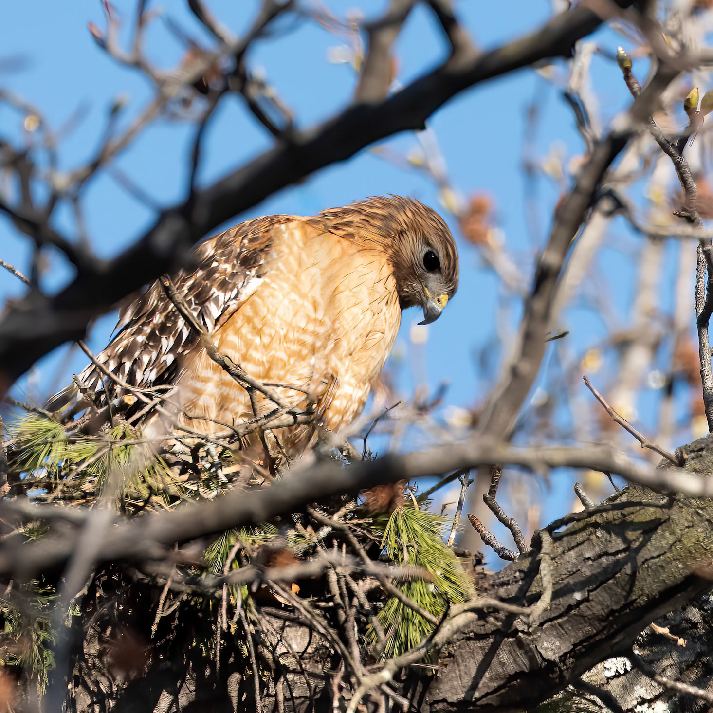 Red Shoulderred Hawk