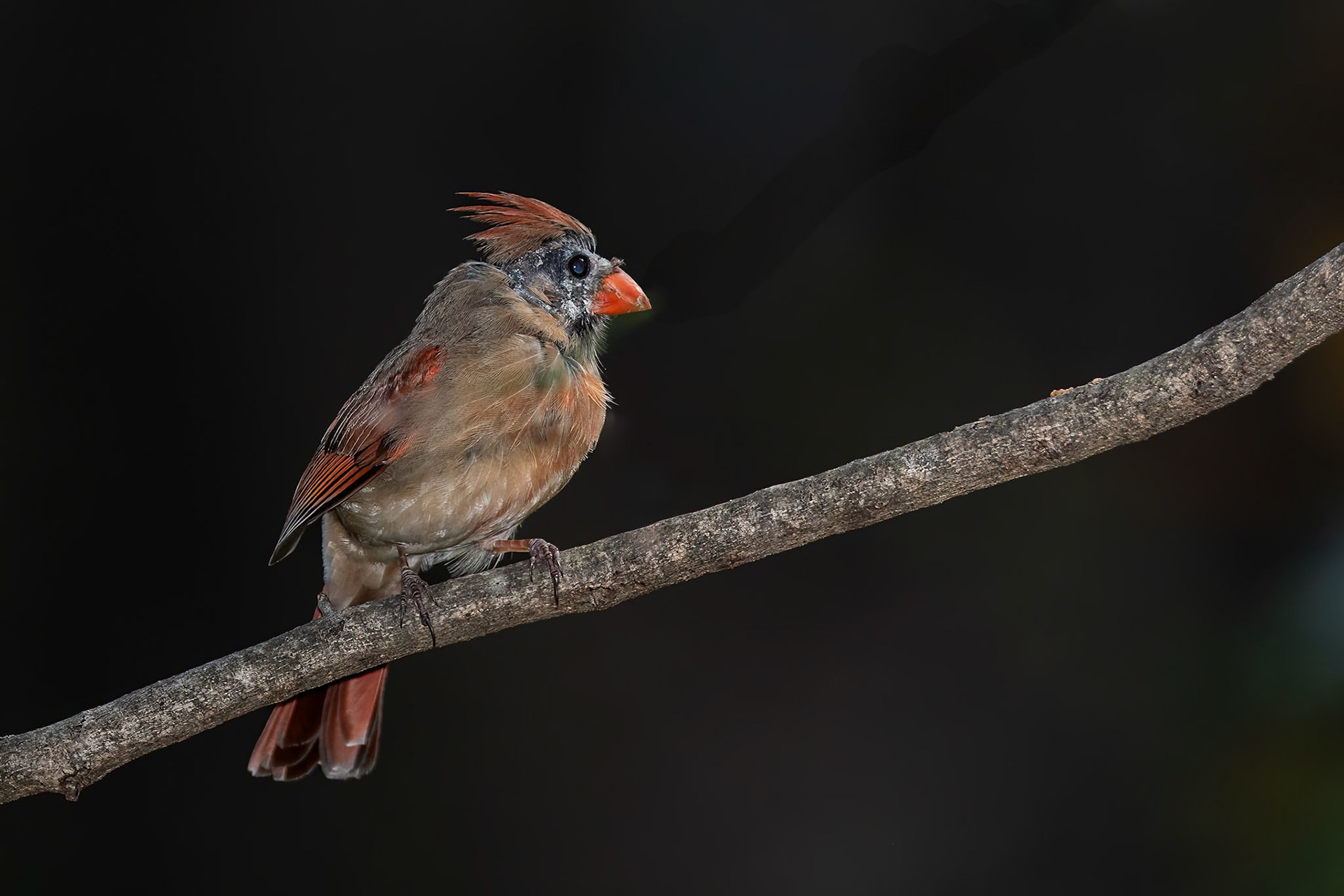 Furiosa the Cardinal