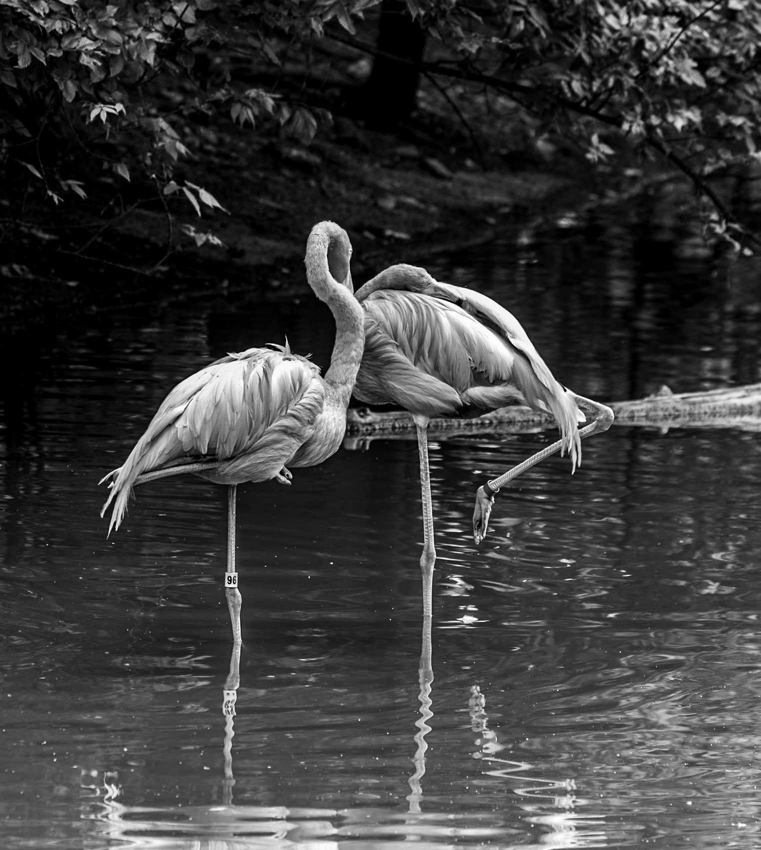 Flamingos