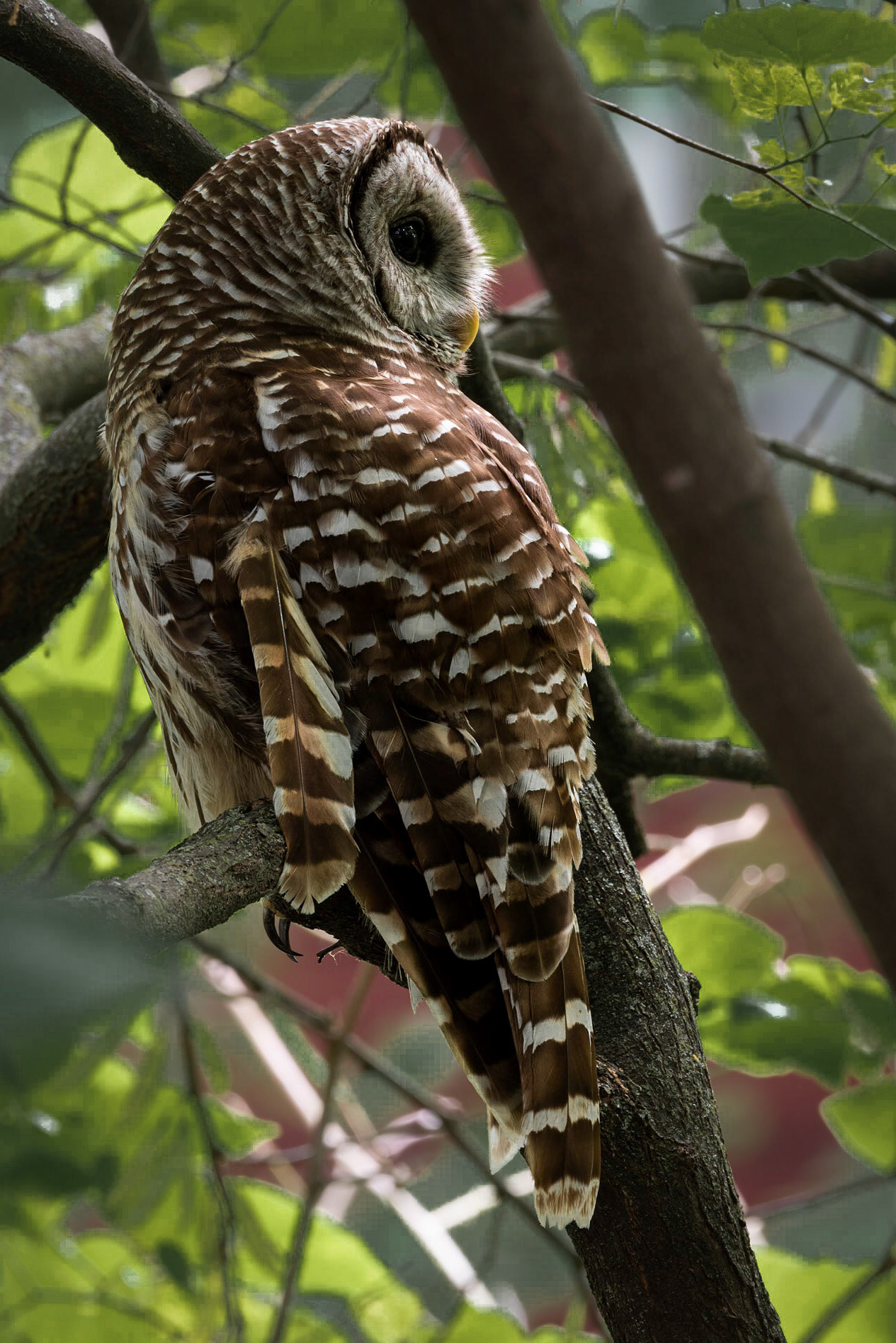 Barred Owl Looks Right